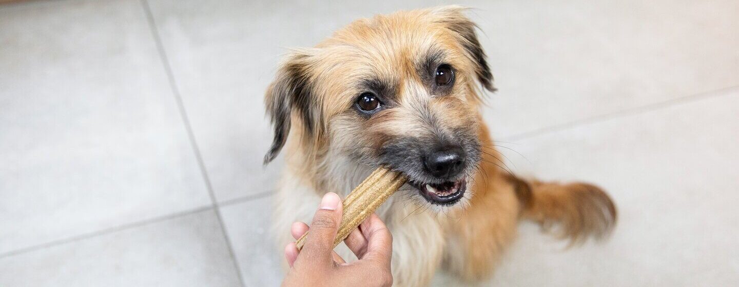 Bruine hond kauwt op een Dentalife stick