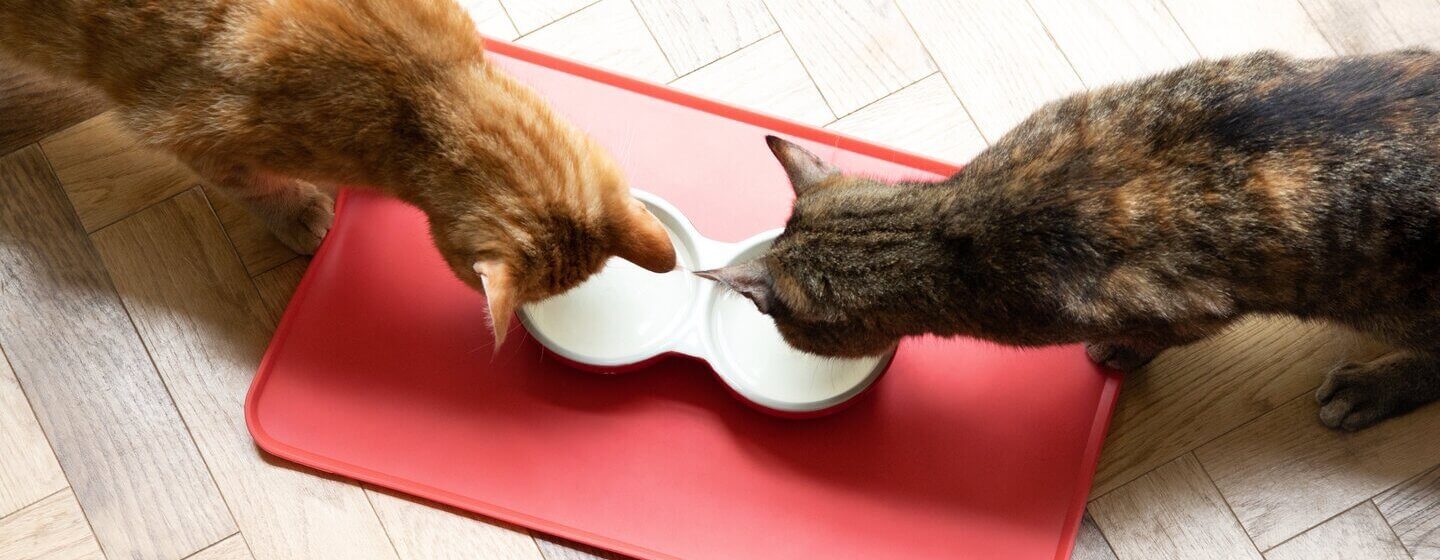 Chats mangeant dans des bols