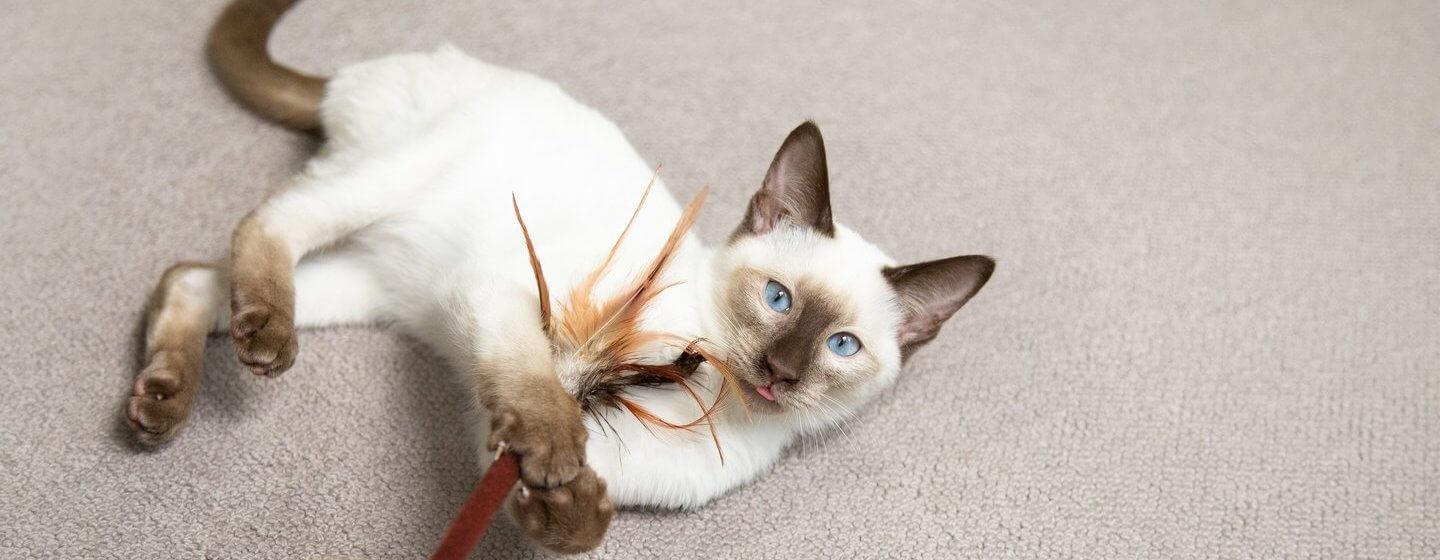 Chat aux yeux bleus jouant avec une baguette de plume sur le sol