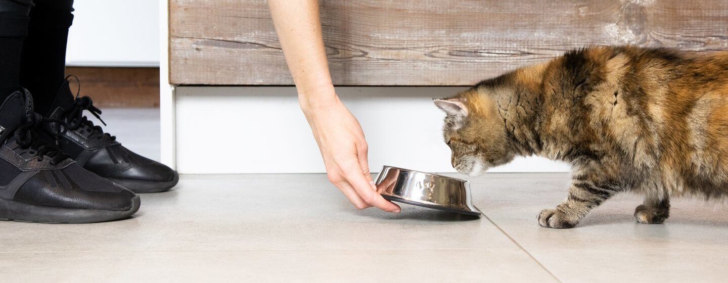 Donkerbruine kat voedsel wordt geserveerd door de eigenaar in een kom
