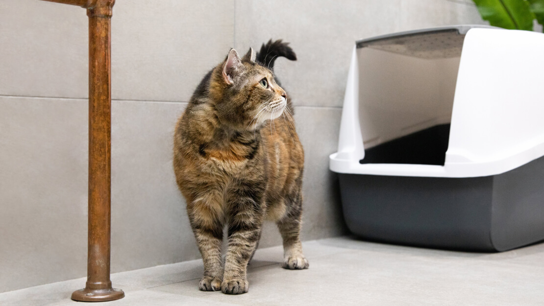 PURINA Voeding voor katten met urinewegaandoeningen