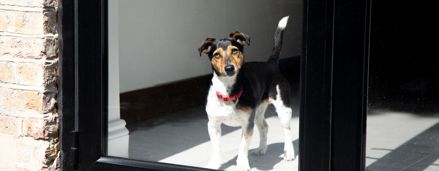 Jack Russell Terrier met rode kraag kijkt uit het raam.