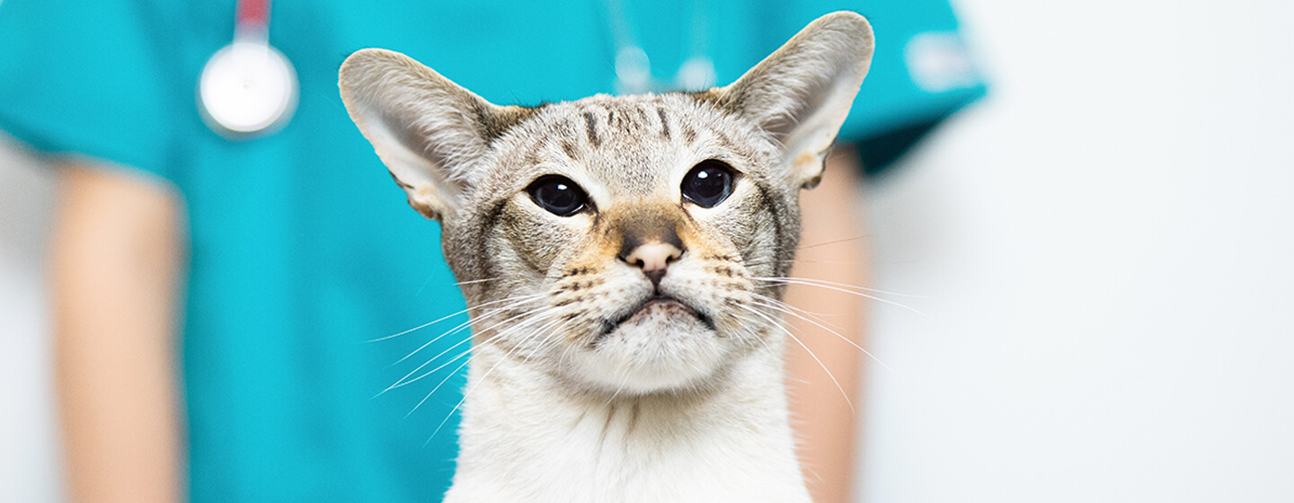 Kat bij de dierenarts met een stethoscoop