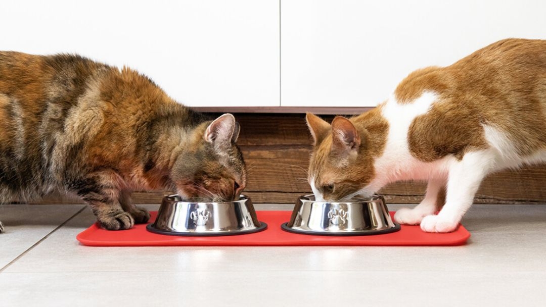 Gemengde voeding: de beste manier om het oorspronkelijke eetpatroon van de kat na te bootsen