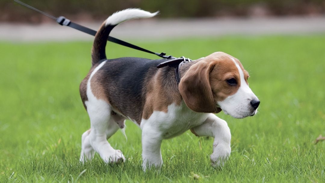 Kleine puppy die op het gras loopt