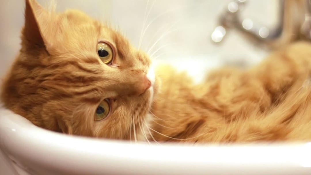 Je kat een bad geven 