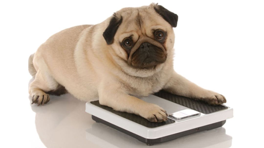 Wat te doen als je hond obesitas of overgewicht heeft?  
