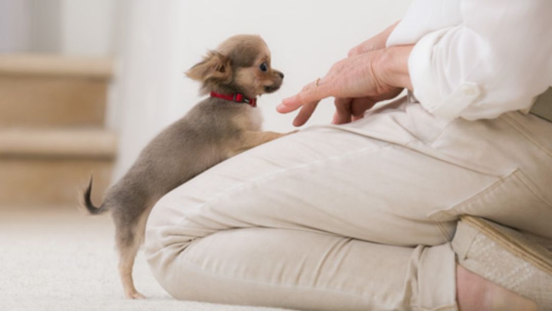 Zorg voor uw puppy - vanaf de geboorte tot het spenen