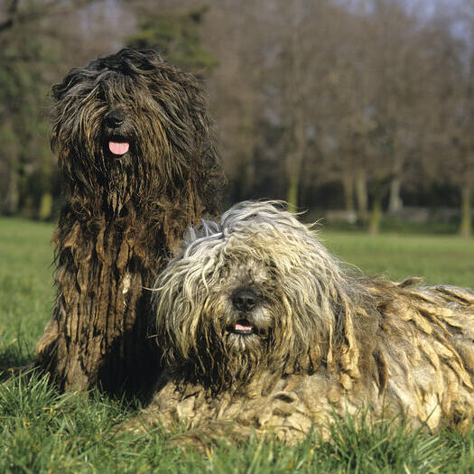 Twee Bergamasco-honden in het veld