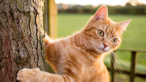 Chat roux grimpant à un arbre