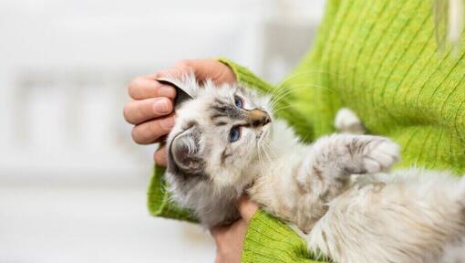 Licht harig katje vastgehouden in de armen van de eigenaar