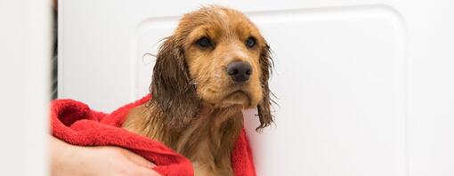 Natte puppy gedroogd met een rode handdoek