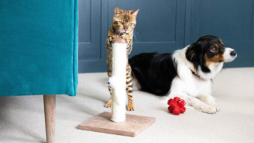 Chat debout sur griffoir avec chien en arrière-plan