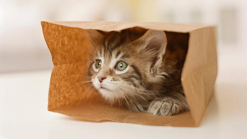 kitten spelen met een bruine papieren zak