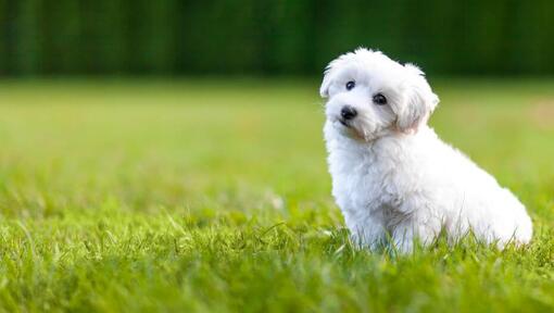 Witte pluizige puppy zittend op het gras
