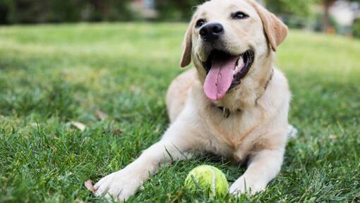 gelukkige hond zittend op gras met tennisbal