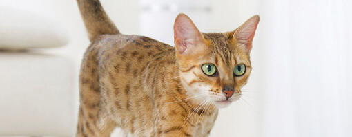 chat du Bengale aux yeux verts