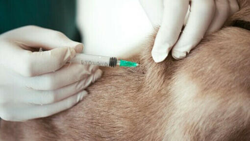 Vaccinatie van honden