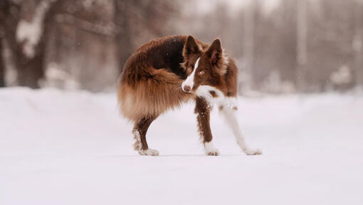 Pluizige bruine hond die haar verhaal in de sneeuw bijt