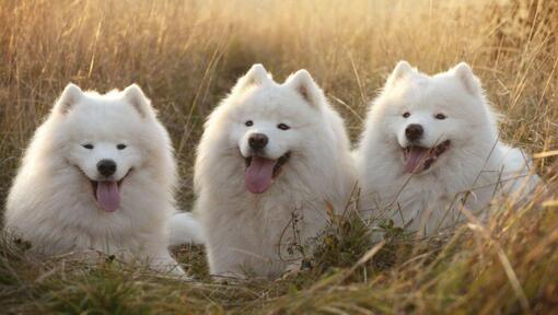 Drie Samojeed-honden die in het veld liggen