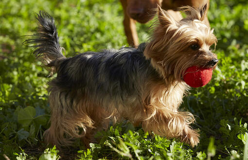 Un chien court avec une balle rouge dans sa bouche​