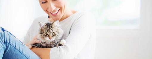 Guide to Boarding Catteries and Cat Sitting Services
