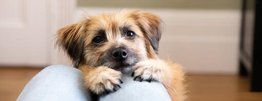Anxiété de séparation chez le chien : symptômes et traitement