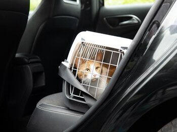Voyager avec votre chat en voiture ou en avion