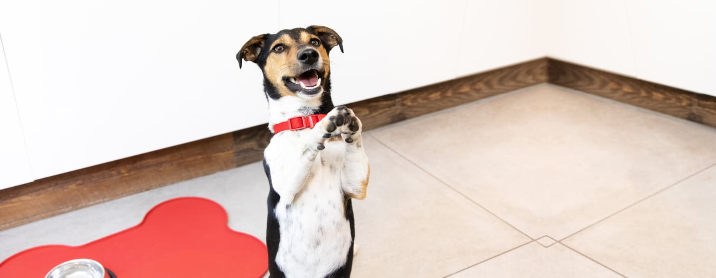 kleine hond staande op achterpoten met poten omhoog