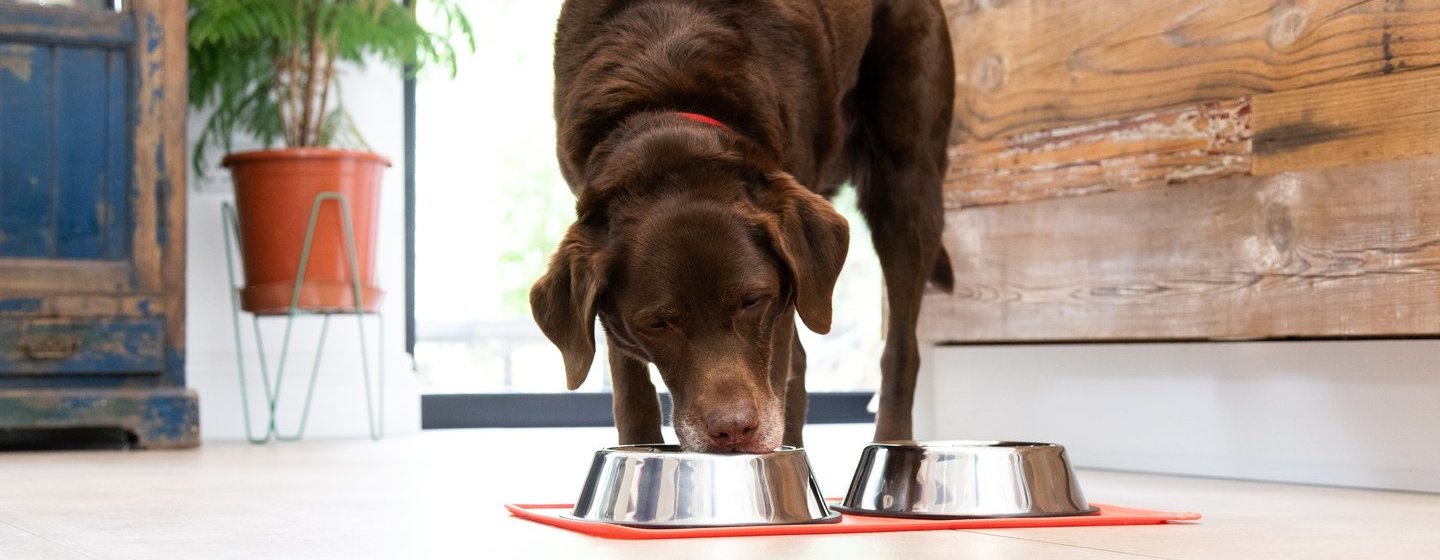 Chocolade labrador eten uit kom