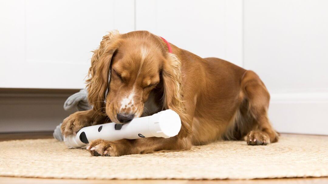 Brown Spaniel speelt al liggend met speelgoed.