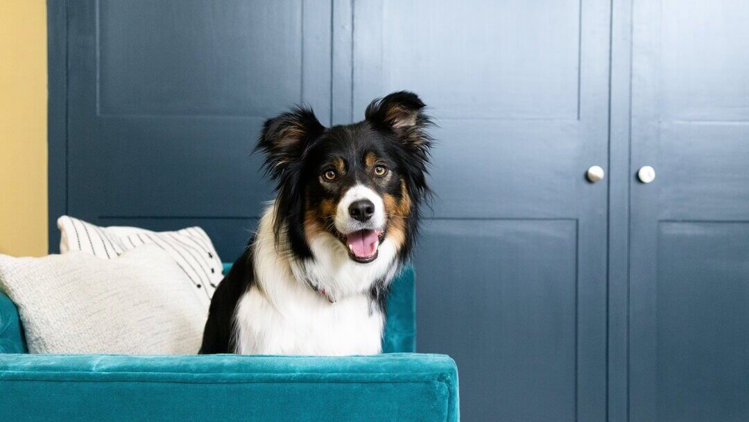 Blije hond op de bank