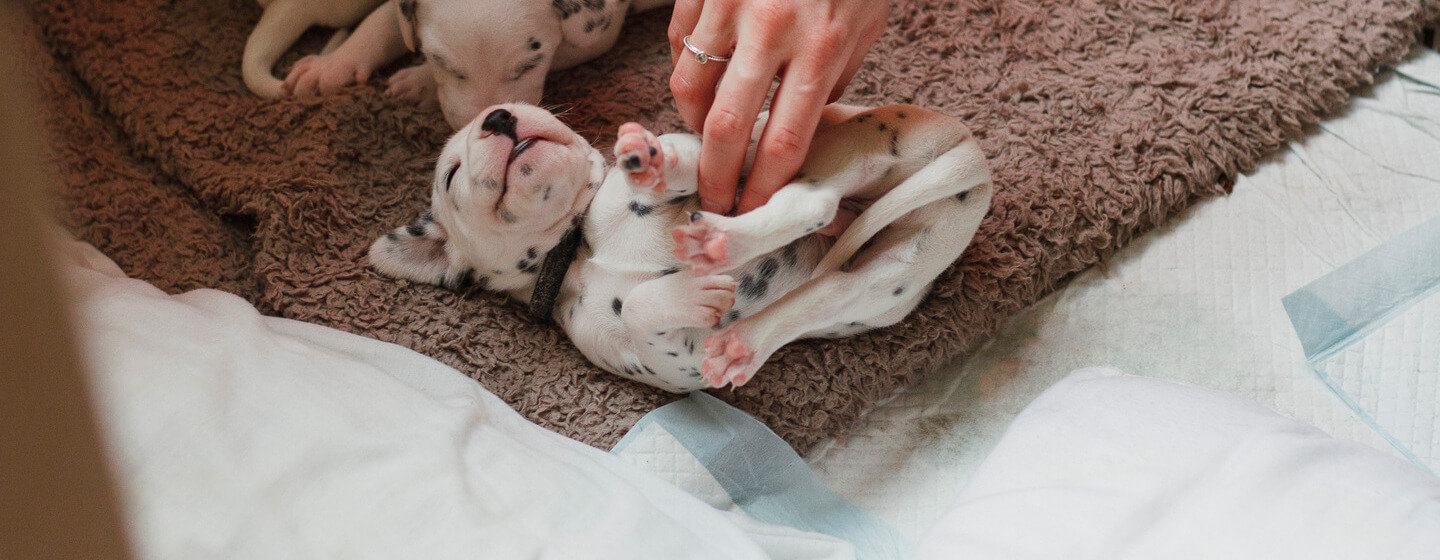 Dalmatische puppy's die worden gekieteld op de buik.