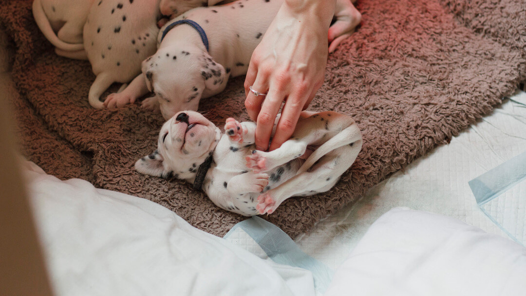 Dalmatische puppy's die worden gekieteld op de buik.