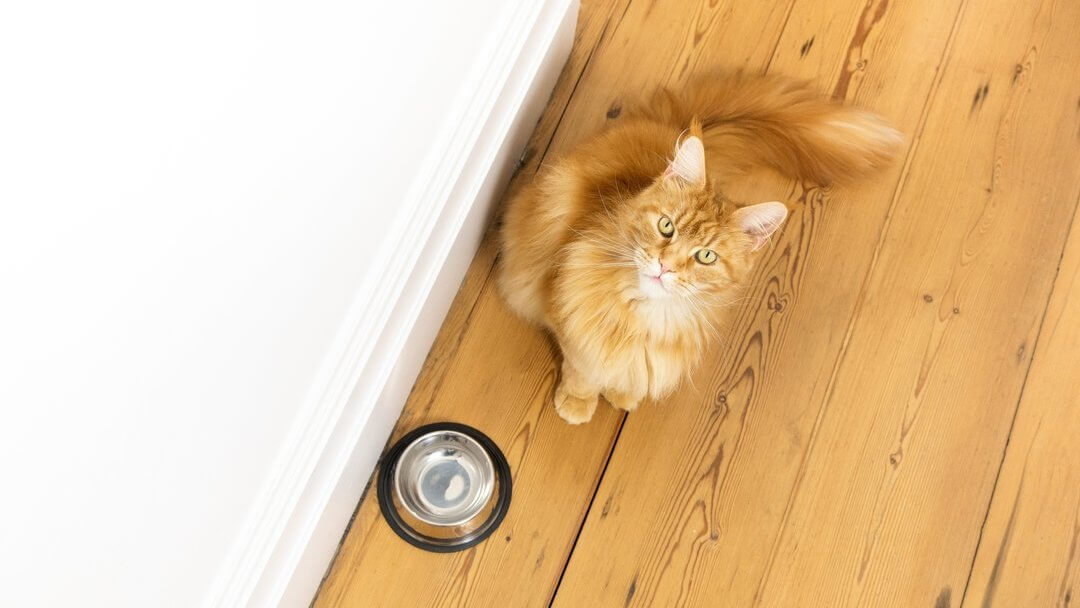 Chat au gingembre assis à côté d'un bol de nourriture vide.