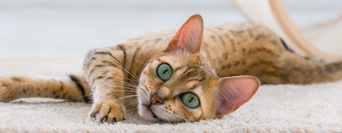 kat met groene ogen