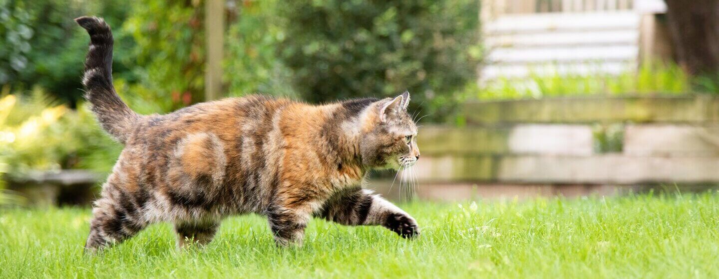 Chat brun foncé et irrégulier marchant dans l'herbe