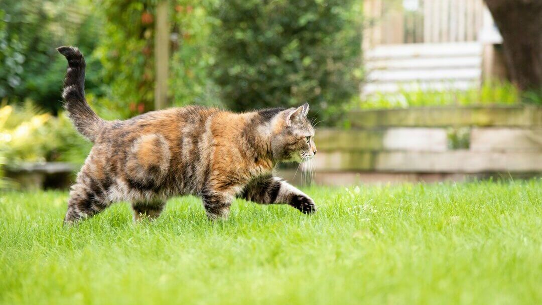 Chat brun foncé et irrégulier marchant dans l'herbe