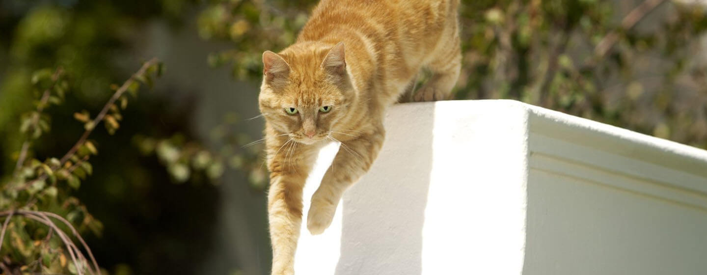 Gemberkat die van poort buiten springt