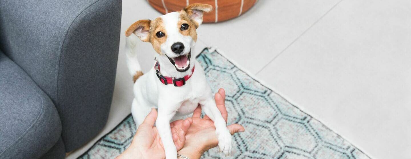 Un chiot Jack Russell Terrier excité joue avec le propriétaire.