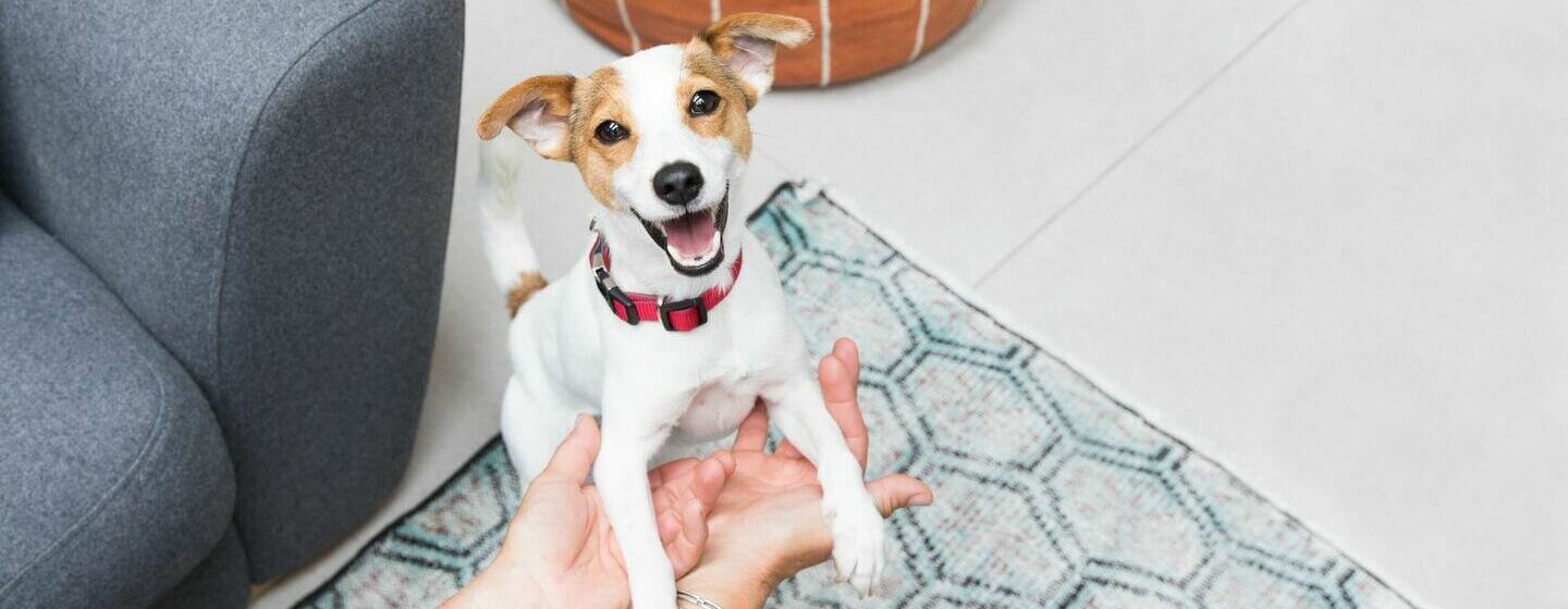 Opgewonden Jack Russell Terriër puppy speelt met de eigenaar.