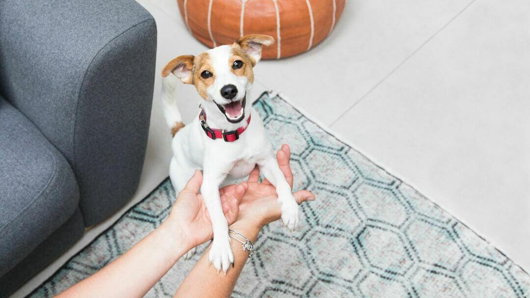 Opgewonden Jack Russell Terriër puppy speelt met de eigenaar.