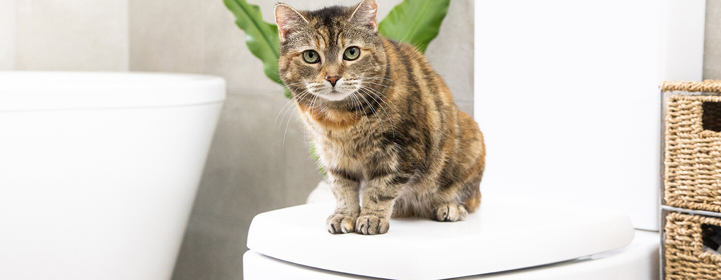 Chat assis dans la salle de bain