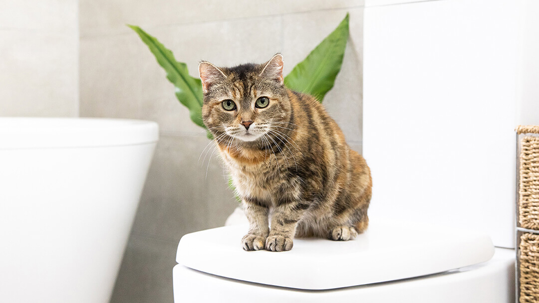 Chat assis dans la salle de bain