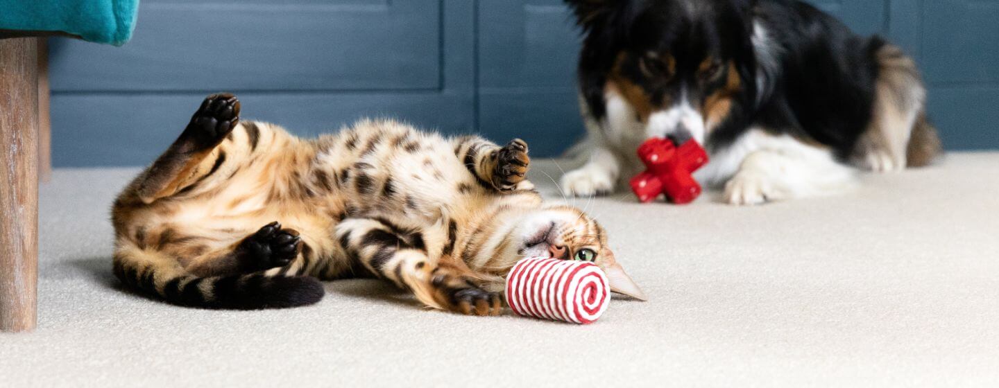 Kat en honden liggend op de vloer spelen met speelgoed.