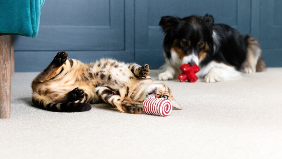 Chat et chiens allongés sur le sol jouant avec des jouets.