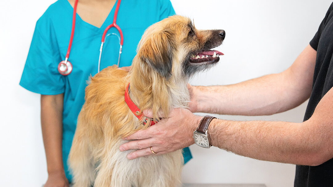 Eigenaar houdt hond bij dierenartsen