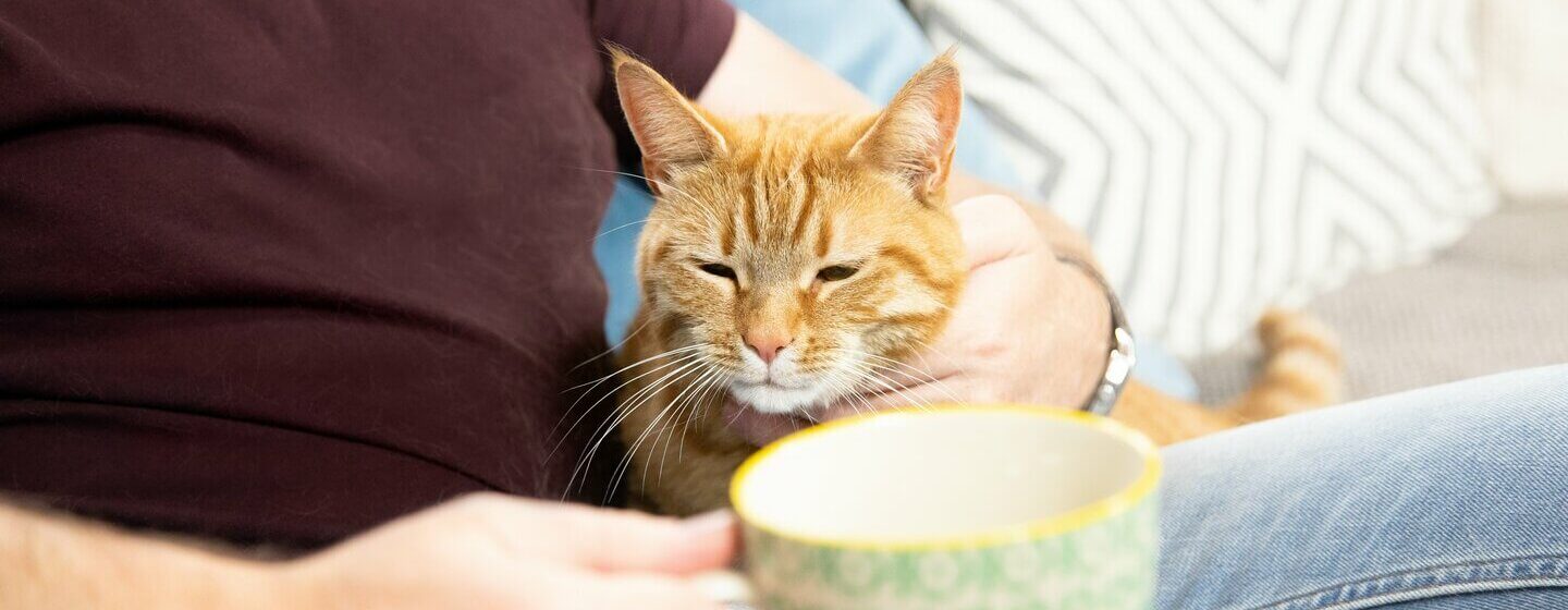 Rosse kat op de schoot van de eigenaar.