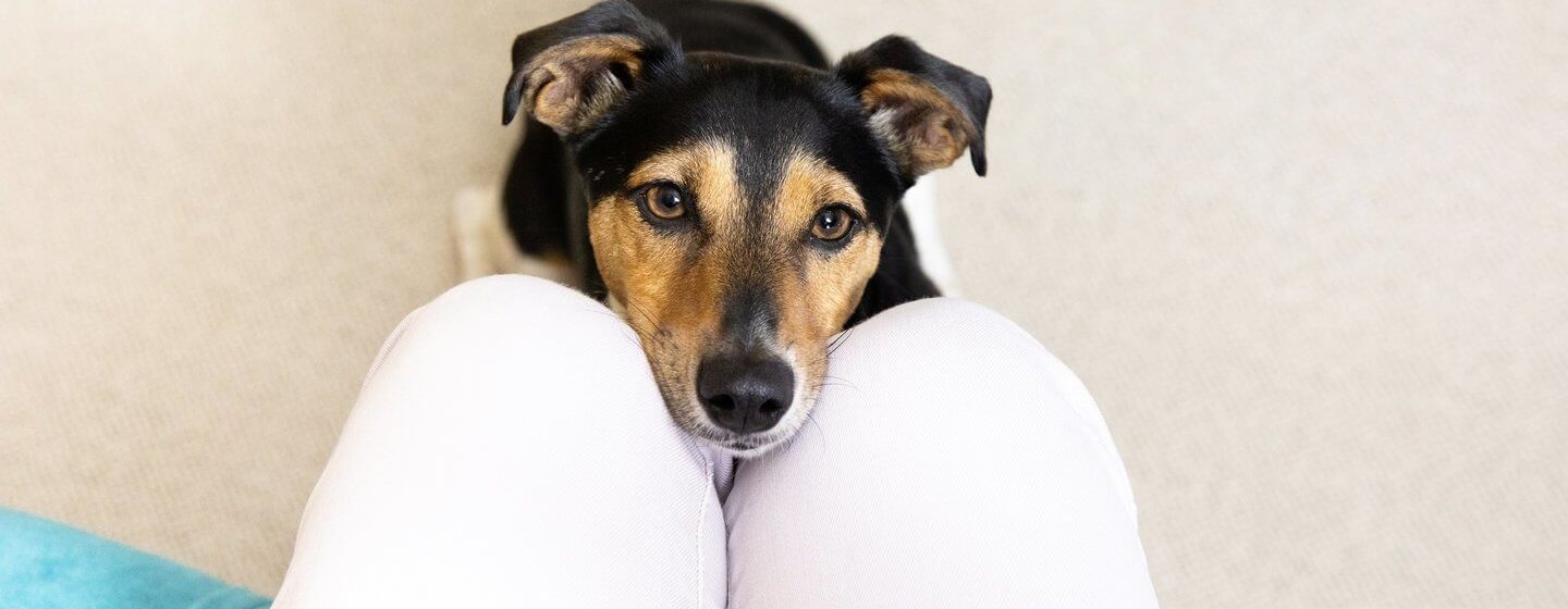 Jack Russell Terrier avec la tête sur les genoux du propriétaire.