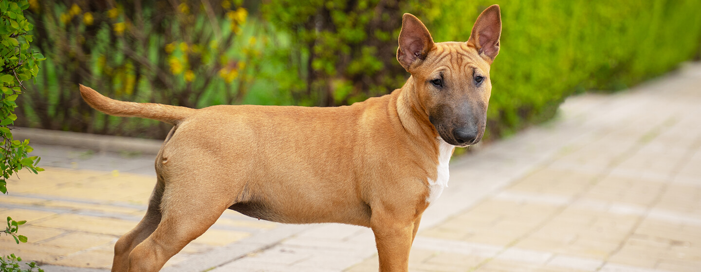 Hond die zich in een tuin bevindt